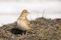 Greater Short-toed Lark - Calandrella brachydactyl