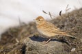 Greater Short-toed Lark - Calandrella brachydactyl