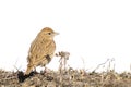 Greater Short-toed Lark, Calandrella brachydactyla