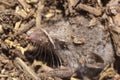 Greater shrew with white teeth Crocidura russula