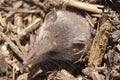 Greater shrew with white teeth Crocidura russula