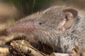 Greater shrew with white teeth Crocidura russula