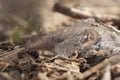 Greater shrew with white teeth Crocidura russula