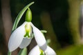 Greater snowdrop (galanthus elwesii fieldgate prelude) flower
