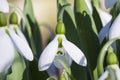 Greater Snowdrop; Galanthus elwesii Royalty Free Stock Photo