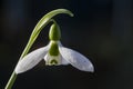 Greater Snowdrop; Galanthus elwesii Royalty Free Stock Photo
