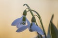 Greater Snowdrop; Galanthus elwesii Royalty Free Stock Photo