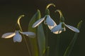 Greater Snowdrop; Galanthus elwesii Royalty Free Stock Photo