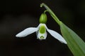Greater Snowdrop; Galanthus elwesii Royalty Free Stock Photo