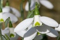 Greater snowdrop (galanthus elwesii Natalie Garton) flower