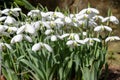 Greater snowdrop (galanthus elwesii Natalie Garton) flowers