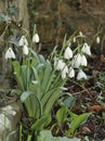 Greater Snowdrops