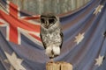 Greater Sooty Owl Royalty Free Stock Photo