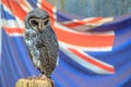 Greater Sooty Owl