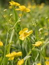 Yellow flower of Greater Spearwort growing at river Royalty Free Stock Photo