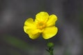 Greater Spearwort (Ranunculus lingua) Royalty Free Stock Photo