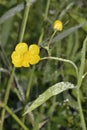 Greater Spearwort Royalty Free Stock Photo