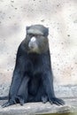 Greater spot-nosed Monkey, Cercopithecus Nictitans, sitting on a branch and watching the surroundings