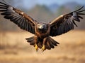 The Greater Spotted Eagle Royalty Free Stock Photo