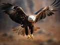 The Greater Spotted Eagle Royalty Free Stock Photo
