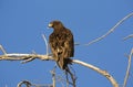 GREATER SPOTTED EAGLE aquila clanga, ADULT ON BRANCH AGAINST BLUE SKY Royalty Free Stock Photo