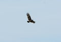 Greater Spotted Eagle (Aquila clanga) Royalty Free Stock Photo