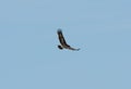 Greater Spotted Eagle (Aquila clanga) Royalty Free Stock Photo