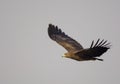 Greater Spotted Eagle (Aquila Clanga)