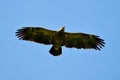 The Greater Spotted Eagle (Aquila clanga) Royalty Free Stock Photo