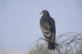 Greater-spotted eagle, Aquila clanga Royalty Free Stock Photo