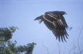 Greater-spotted eagle, Aquila clanga Royalty Free Stock Photo