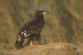 Greater-spotted eagle, Aquila clanga Royalty Free Stock Photo