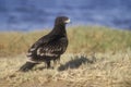 Greater-spotted eagle, Aquila clanga Royalty Free Stock Photo