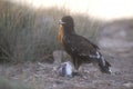 Greater-spotted eagle, Aquila clanga Royalty Free Stock Photo