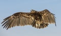 Greater Spotted eagle flying in a desert near Dubai Royalty Free Stock Photo