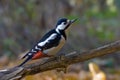 Greater spotted woodpecker