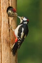 Greater spotted woodpecker with chick