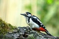 Greater spotted woodpecker Dendrocopos major is sitting on a f Royalty Free Stock Photo