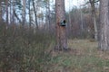 Greater Spotted Woodpecker Dendrocopos major on a tree by forest lake Royalty Free Stock Photo