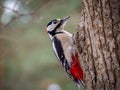 Greater spotted woodpecker, or Dendrocopos major