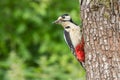 Greater Spotted Woodpecker Dendrocopos Major on Tree Trunk Royalty Free Stock Photo