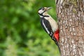 Greater Spotted Woodpecker Dendrocopos Major on Tree Trunk