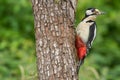 Greater Spotted Woodpecker Dendrocopos Major on Tree Trunk Royalty Free Stock Photo