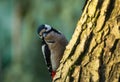 Greater spotted woodpecker Dendrocopos major on the tree trunk Royalty Free Stock Photo