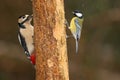 Greater spotted woodpecker and great tit