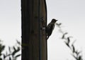 Greater Spotted Woodpecker, looking away from telegraph pole