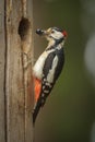 Greater spotted woodpecker with a mouthfull of food for his chic Royalty Free Stock Photo