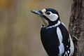 Greater spotted woodpecker