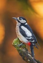 Greater spotted woodpecker sitting still