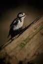 Greater spotted woodpecker in sunlight